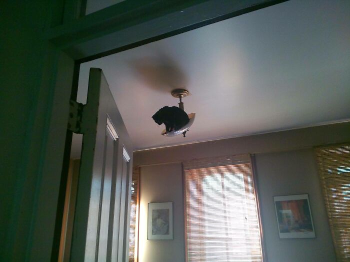 Cat Owners Share The Weirdest Places Their Cats End Up In (50 Pics)
