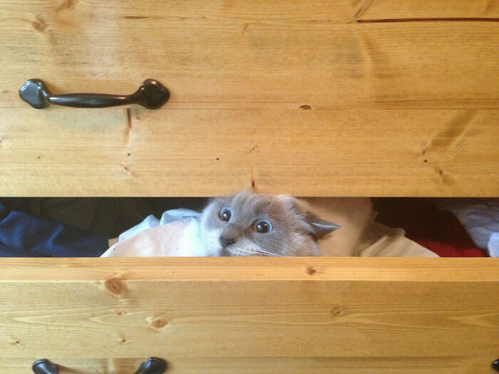 Cat Owners Share The Weirdest Places Their Cats End Up In (50 Pics)