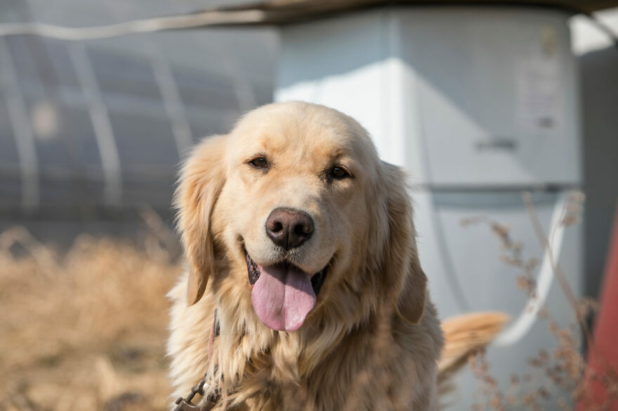 Dogs Experience Care And Love For The First Time After Being Saved From A Meat Farm Dogs Experience Care And Love For The First Time After Being Saved From A Meat Farm