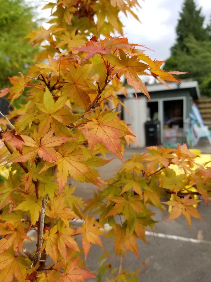 Hey Pandas, Post Your Coziest Autumn Photos (Closed) Hey Pandas, Post Your Coziest Autumn Photos (Closed)