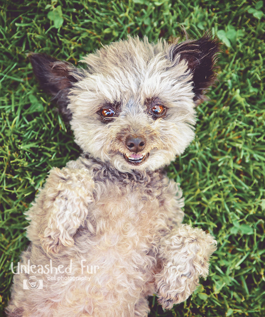 I Photograph Senior Dogs To Preserve Their Memories In Honor Of My Own Dogs That Passed Away (30 Pics) I Photograph Senior Dogs To Preserve Their Memories In Honor Of My Own Dogs That Passed Away (30 Pics)