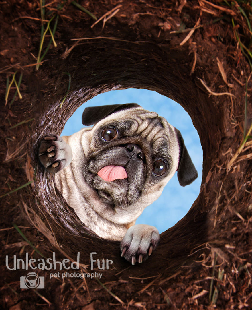 I Photograph Senior Dogs To Preserve Their Memories In Honor Of My Own Dogs That Passed Away (30 Pics) I Photograph Senior Dogs To Preserve Their Memories In Honor Of My Own Dogs That Passed Away (30 Pics)