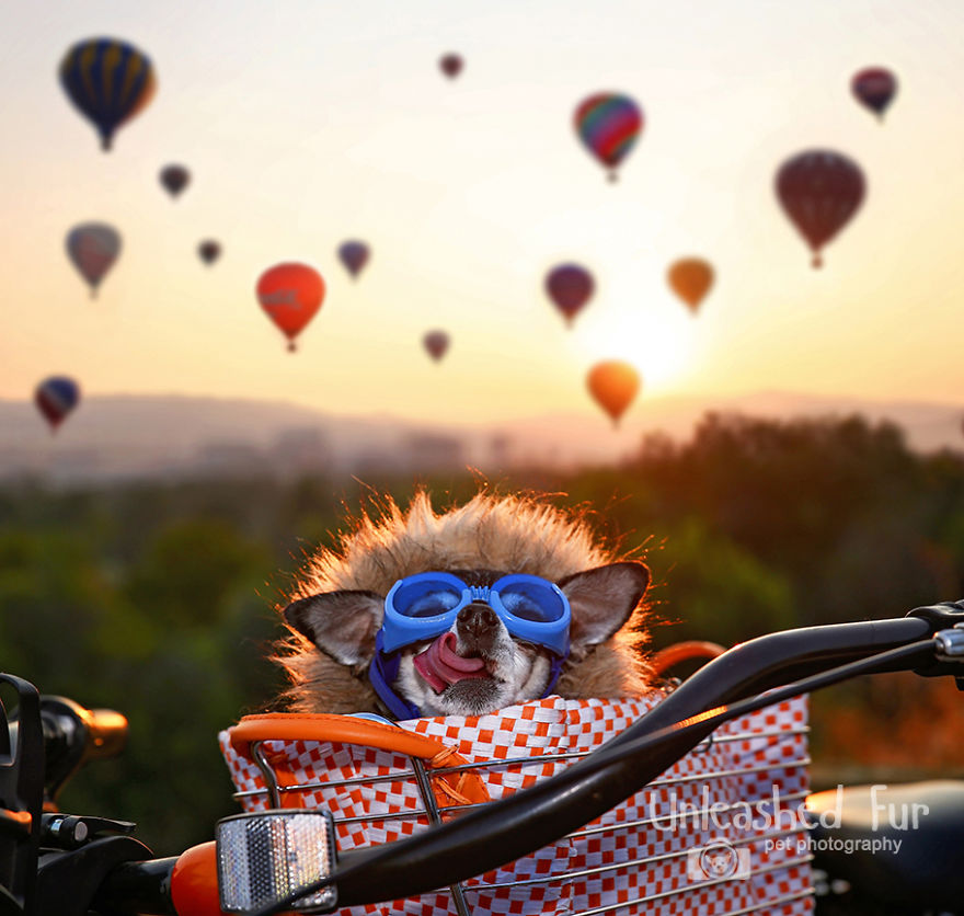 I Photograph Senior Dogs To Preserve Their Memories In Honor Of My Own Dogs That Passed Away (30 Pics) I Photograph Senior Dogs To Preserve Their Memories In Honor Of My Own Dogs That Passed Away (30 Pics)