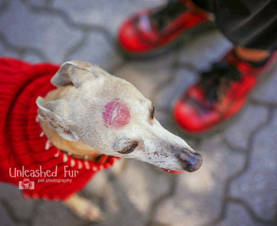 I Photograph Senior Dogs To Preserve Their Memories In Honor Of My Own Dogs That Passed Away (30 Pics) I Photograph Senior Dogs To Preserve Their Memories In Honor Of My Own Dogs That Passed Away (30 Pics)