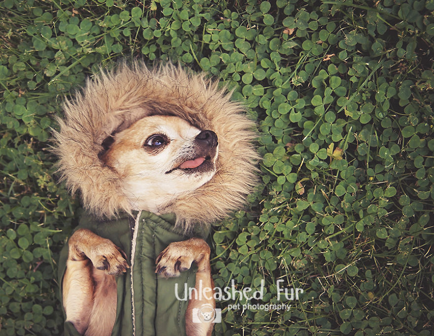 I Photograph Senior Dogs To Preserve Their Memories In Honor Of My Own Dogs That Passed Away (30 Pics) I Photograph Senior Dogs To Preserve Their Memories In Honor Of My Own Dogs That Passed Away (30 Pics)