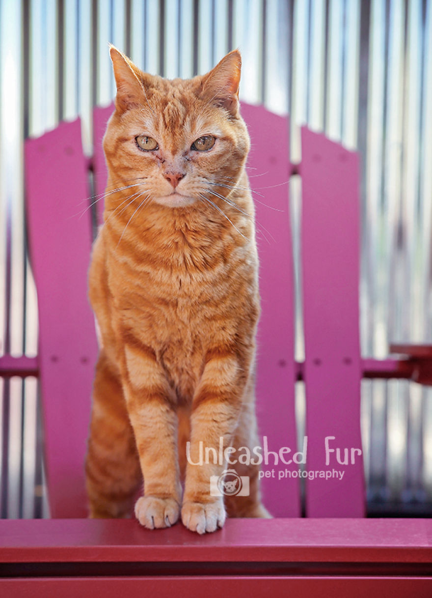 I Photograph Senior Dogs To Preserve Their Memories In Honor Of My Own Dogs That Passed Away (30 Pics) I Photograph Senior Dogs To Preserve Their Memories In Honor Of My Own Dogs That Passed Away (30 Pics)