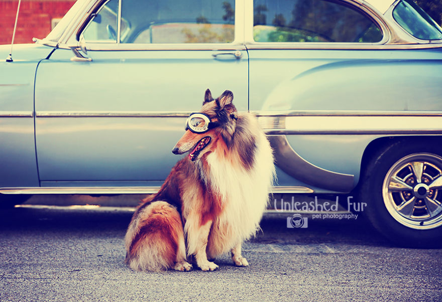 I Photograph Senior Dogs To Preserve Their Memories In Honor Of My Own Dogs That Passed Away (30 Pics) I Photograph Senior Dogs To Preserve Their Memories In Honor Of My Own Dogs That Passed Away (30 Pics)