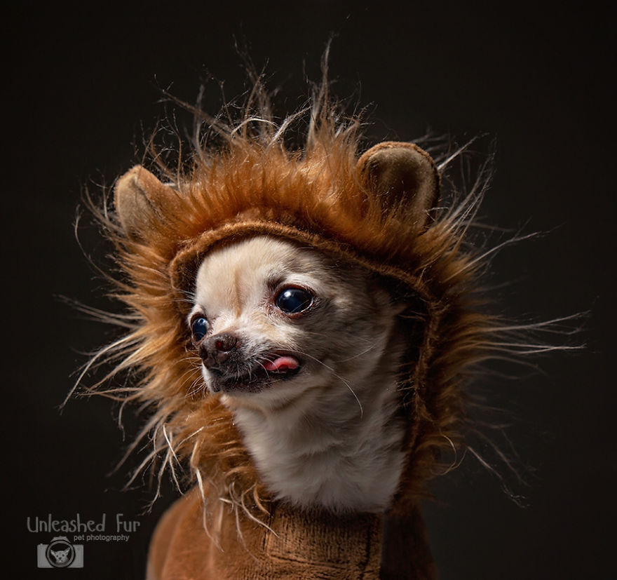 I Photograph Senior Dogs To Preserve Their Memories In Honor Of My Own Dogs That Passed Away (30 Pics) I Photograph Senior Dogs To Preserve Their Memories In Honor Of My Own Dogs That Passed Away (30 Pics)