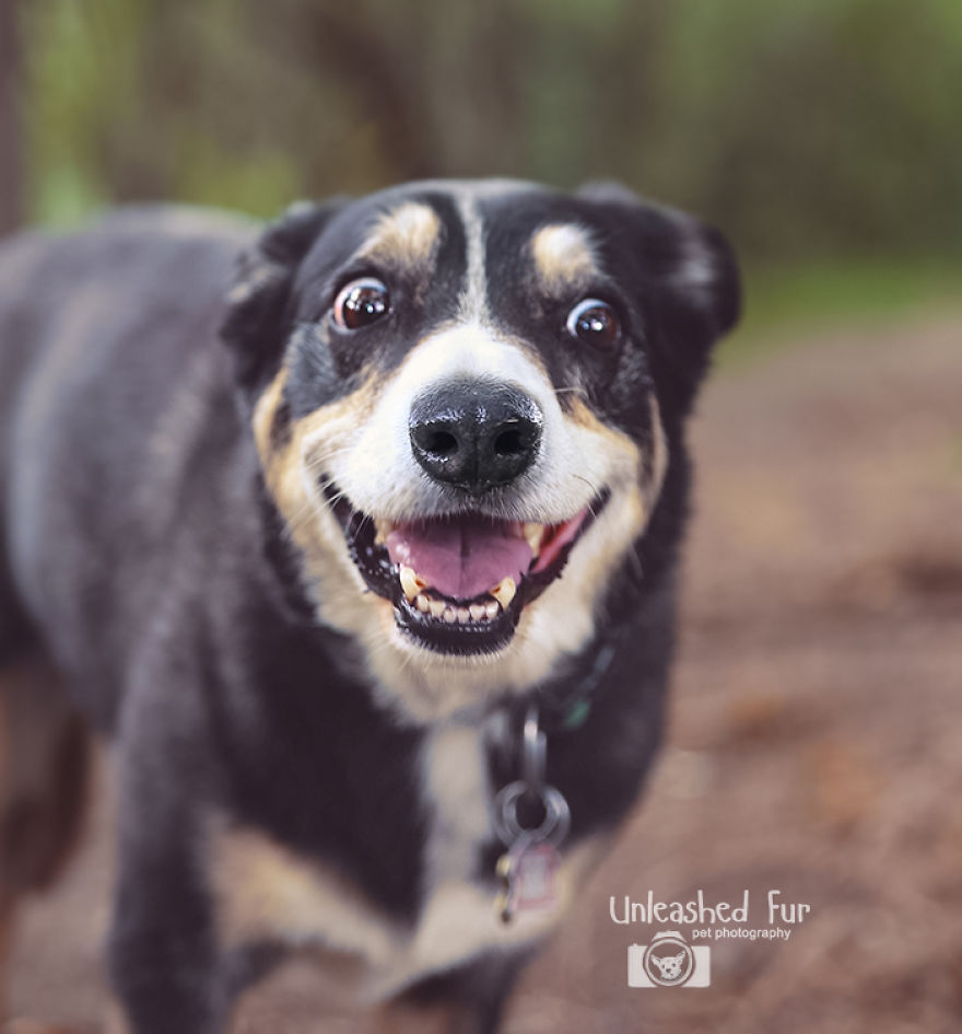 I Photograph Senior Dogs To Preserve Their Memories In Honor Of My Own Dogs That Passed Away (30 Pics) I Photograph Senior Dogs To Preserve Their Memories In Honor Of My Own Dogs That Passed Away (30 Pics)