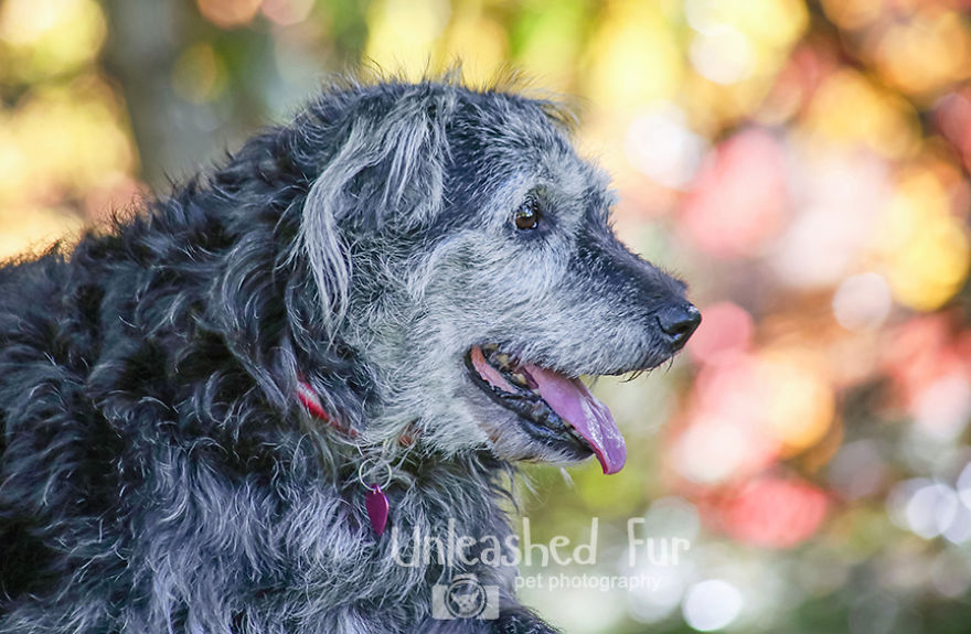 I Photograph Senior Dogs To Preserve Their Memories In Honor Of My Own Dogs That Passed Away (30 Pics) I Photograph Senior Dogs To Preserve Their Memories In Honor Of My Own Dogs That Passed Away (30 Pics)