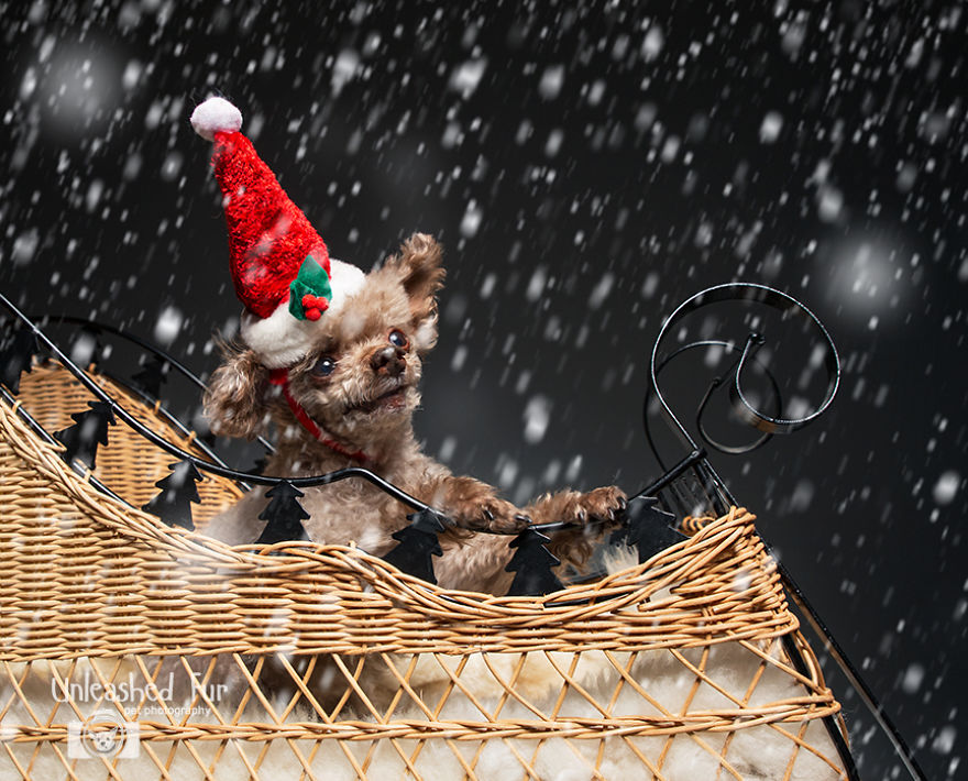 I Photograph Senior Dogs To Preserve Their Memories In Honor Of My Own Dogs That Passed Away (30 Pics) I Photograph Senior Dogs To Preserve Their Memories In Honor Of My Own Dogs That Passed Away (30 Pics)