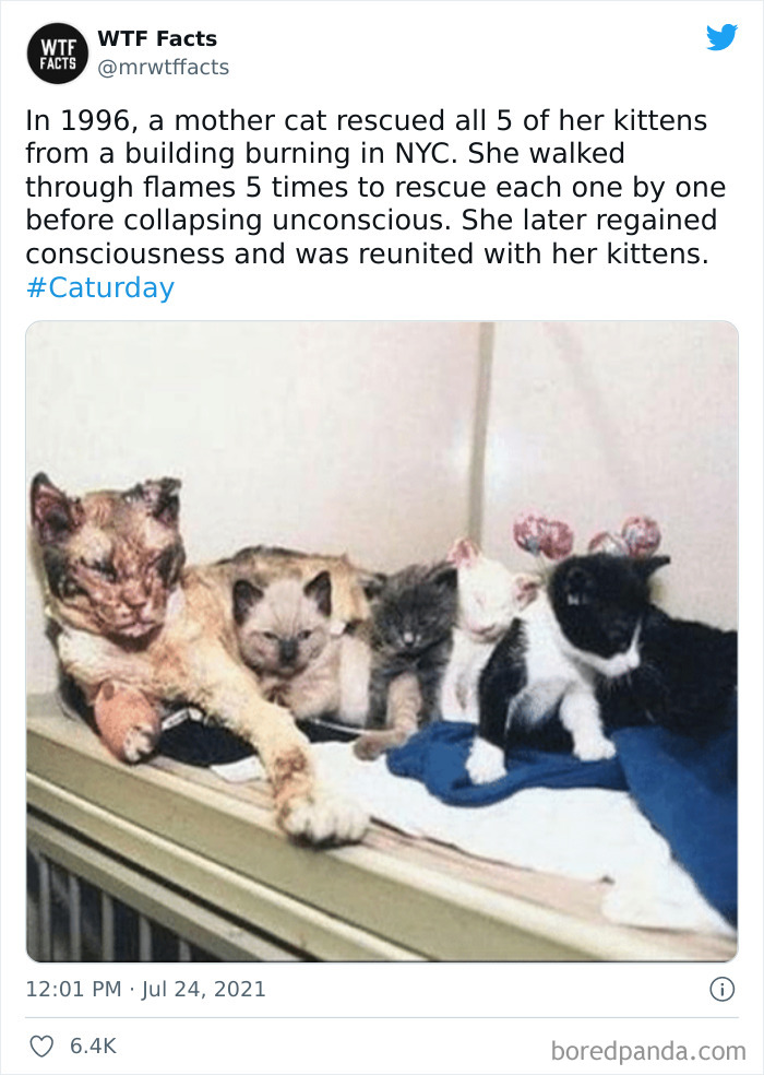 This Twitter Page Posts Random Interesting Facts, And Here Are 40 Of The Best Ones (New Pics) This Twitter Page Posts Random Interesting Facts, And Here Are 40 Of The Best Ones (New Pics)