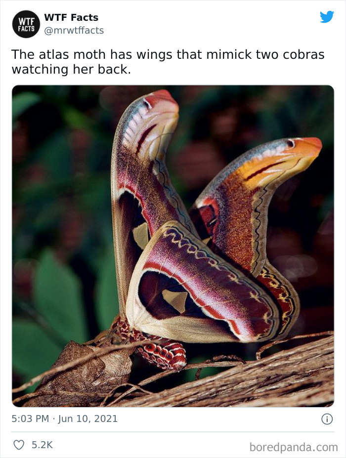 This Twitter Page Posts Random Interesting Facts, And Here Are 40 Of The Best Ones (New Pics) This Twitter Page Posts Random Interesting Facts, And Here Are 40 Of The Best Ones (New Pics)