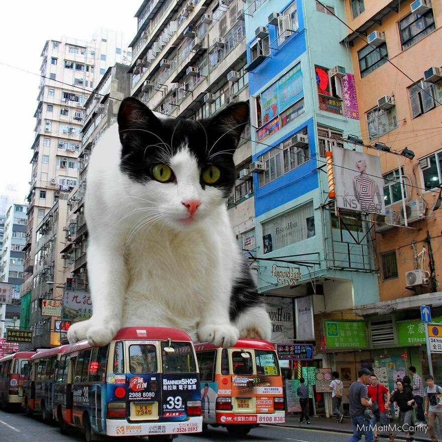 91 Surreal Photo Edits With Giant Cats By Matt McCarthy (New Pics) 91 Surreal Photo Edits With Giant Cats By Matt McCarthy (New Pics)