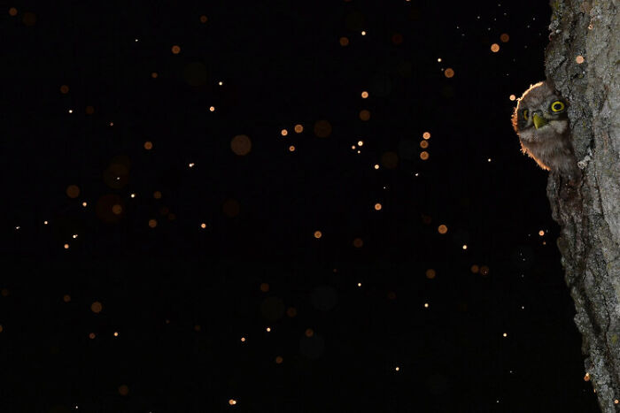 The Best 28 Wildlife Photos Revealed In The 2021 WildArt Photographer Of The Year Contest The Best 28 Wildlife Photos Revealed In The 2021 WildArt Photographer Of The Year Contest