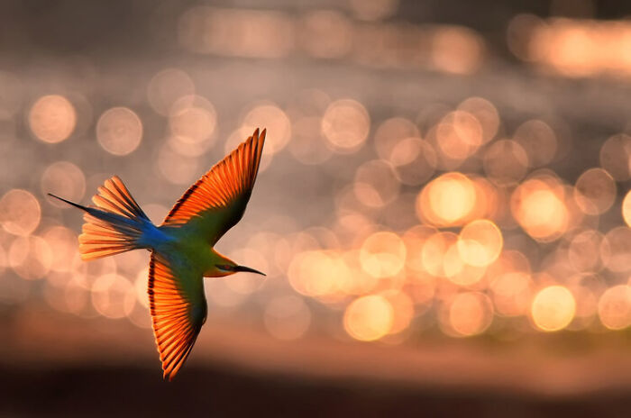 The Best 28 Wildlife Photos Revealed In The 2021 WildArt Photographer Of The Year Contest The Best 28 Wildlife Photos Revealed In The 2021 WildArt Photographer Of The Year Contest