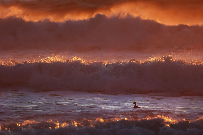 The Best 28 Wildlife Photos Revealed In The 2021 WildArt Photographer Of The Year Contest The Best 28 Wildlife Photos Revealed In The 2021 WildArt Photographer Of The Year Contest