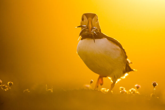 The Best 28 Wildlife Photos Revealed In The 2021 WildArt Photographer Of The Year Contest The Best 28 Wildlife Photos Revealed In The 2021 WildArt Photographer Of The Year Contest