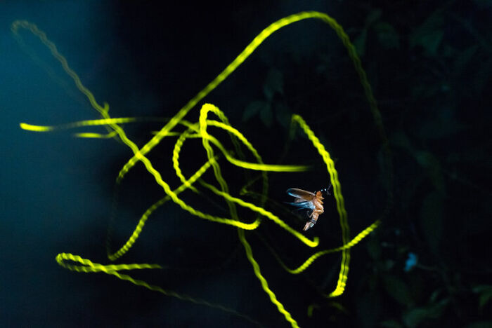 The Best 28 Wildlife Photos Revealed In The 2021 WildArt Photographer Of The Year Contest The Best 28 Wildlife Photos Revealed In The 2021 WildArt Photographer Of The Year Contest