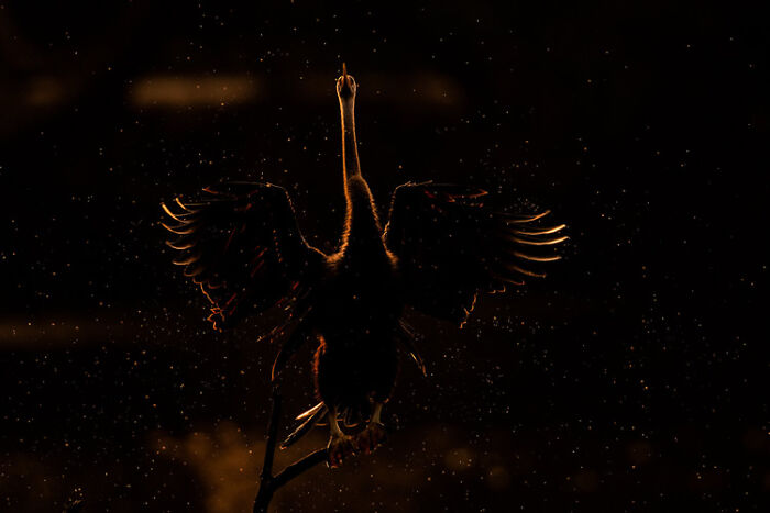 The Best 28 Wildlife Photos Revealed In The 2021 WildArt Photographer Of The Year Contest The Best 28 Wildlife Photos Revealed In The 2021 WildArt Photographer Of The Year Contest