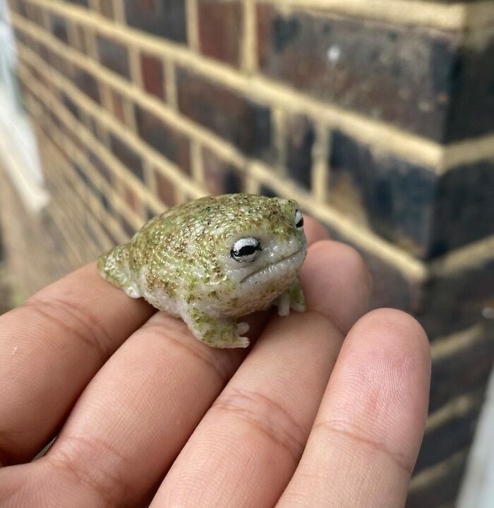 50 Adorable And Funny Frog Pics To Make Your Day Better 50 Adorable And Funny Frog Pics To Make Your Day Better