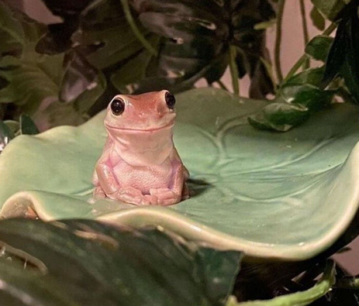 50 Adorable And Funny Frog Pics To Make Your Day Better 50 Adorable And Funny Frog Pics To Make Your Day Better