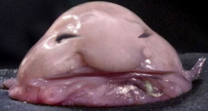 Hey Pandas, Photoshop This Picture Of A Blobfish (Closed) Hey Pandas, Photoshop This Picture Of A Blobfish (Closed)