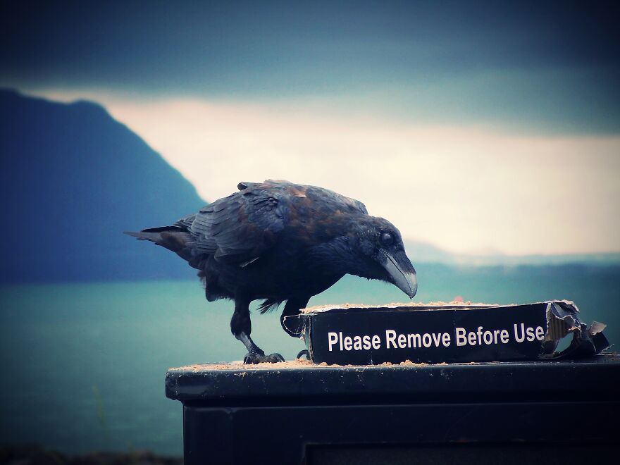 Hey Pandas, Post The Coolest Picture Of An Animal That You’ve Taken (Closed) Hey Pandas, Post The Coolest Picture Of An Animal That You’ve Taken (Closed)