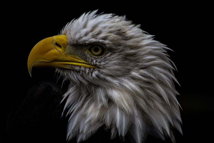 Hey Pandas, Post The Coolest Picture Of An Animal That You’ve Taken (Closed) Hey Pandas, Post The Coolest Picture Of An Animal That You’ve Taken (Closed)