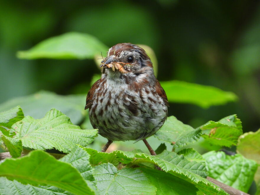 Hey Pandas, Post The Coolest Picture Of An Animal That You’ve Taken (Closed) Hey Pandas, Post The Coolest Picture Of An Animal That You’ve Taken (Closed)