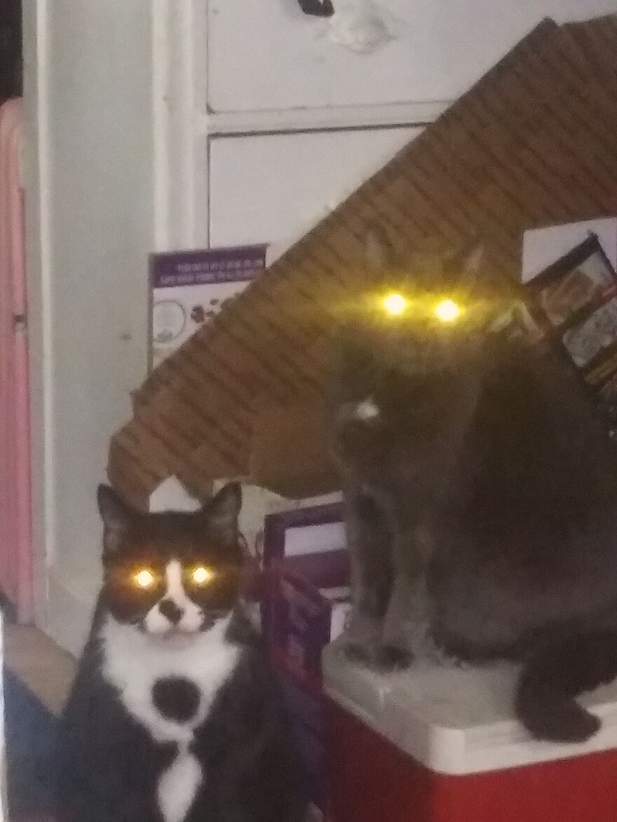 Hey Pandas, Post The Coolest Picture Of An Animal That You’ve Taken (Closed) Hey Pandas, Post The Coolest Picture Of An Animal That You’ve Taken (Closed)