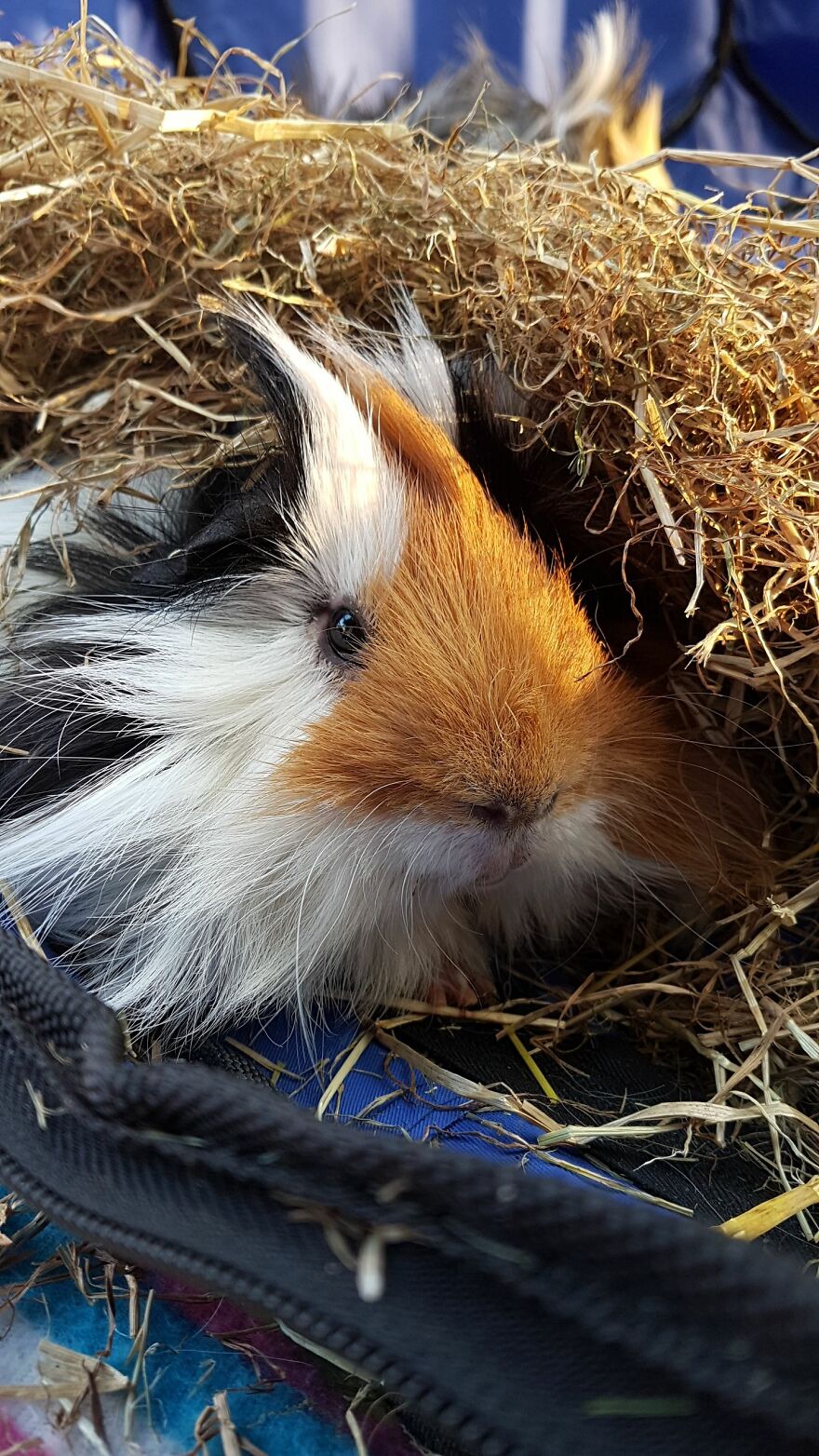 Hey Pandas, Post The Coolest Picture Of An Animal That You’ve Taken (Closed) Hey Pandas, Post The Coolest Picture Of An Animal That You’ve Taken (Closed)