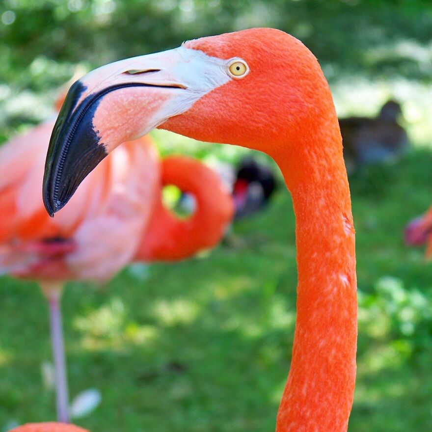 Hey Pandas, Post The Coolest Picture Of An Animal That You’ve Taken (Closed) Hey Pandas, Post The Coolest Picture Of An Animal That You’ve Taken (Closed)