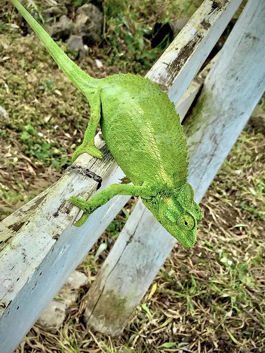 Hey Pandas, Post The Coolest Picture Of An Animal That You’ve Taken (Closed) Hey Pandas, Post The Coolest Picture Of An Animal That You’ve Taken (Closed)