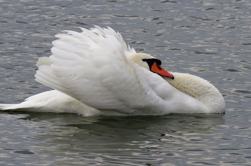 Hey Pandas, Post The Coolest Picture Of An Animal That You’ve Taken (Closed) Hey Pandas, Post The Coolest Picture Of An Animal That You’ve Taken (Closed)