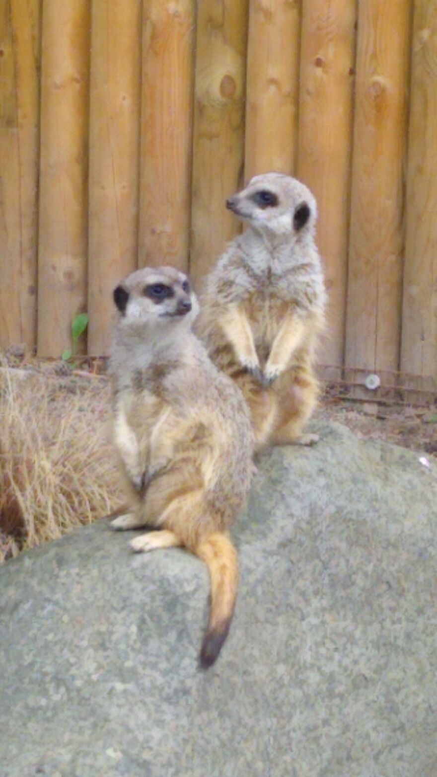 Hey Pandas, Post The Coolest Picture Of An Animal That You’ve Taken (Closed) Hey Pandas, Post The Coolest Picture Of An Animal That You’ve Taken (Closed)