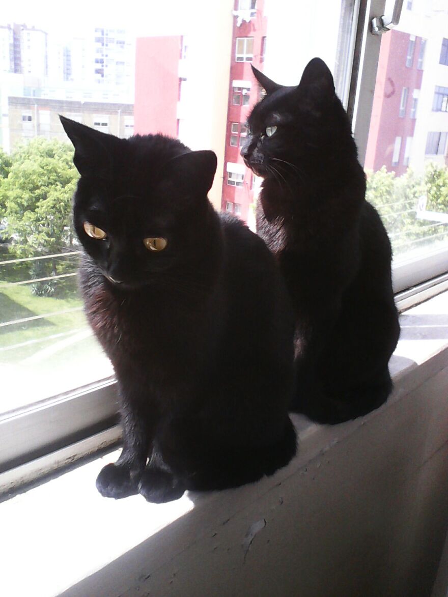 Hey Pandas, Post The Coolest Picture Of An Animal That You’ve Taken (Closed) Hey Pandas, Post The Coolest Picture Of An Animal That You’ve Taken (Closed)