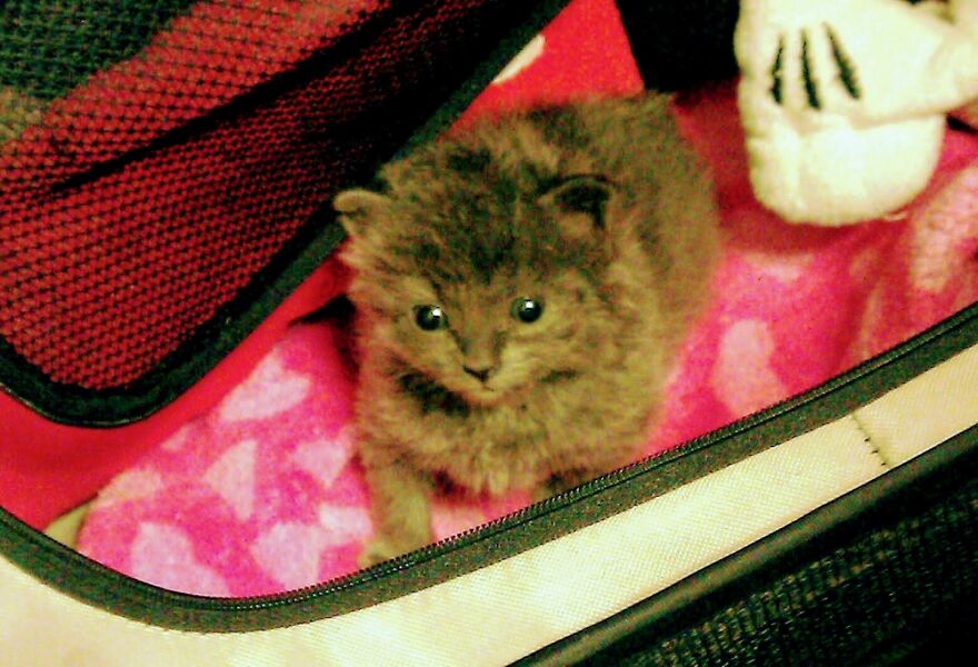 Hey Pandas, Post The Coolest Picture Of An Animal That You’ve Taken (Closed) Hey Pandas, Post The Coolest Picture Of An Animal That You’ve Taken (Closed)