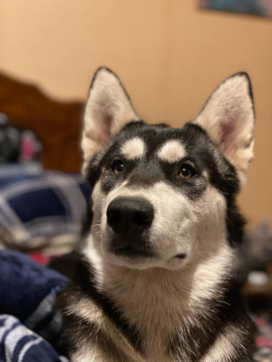 Hey Pandas, Post The Coolest Picture Of An Animal That You’ve Taken (Closed) Hey Pandas, Post The Coolest Picture Of An Animal That You’ve Taken (Closed)