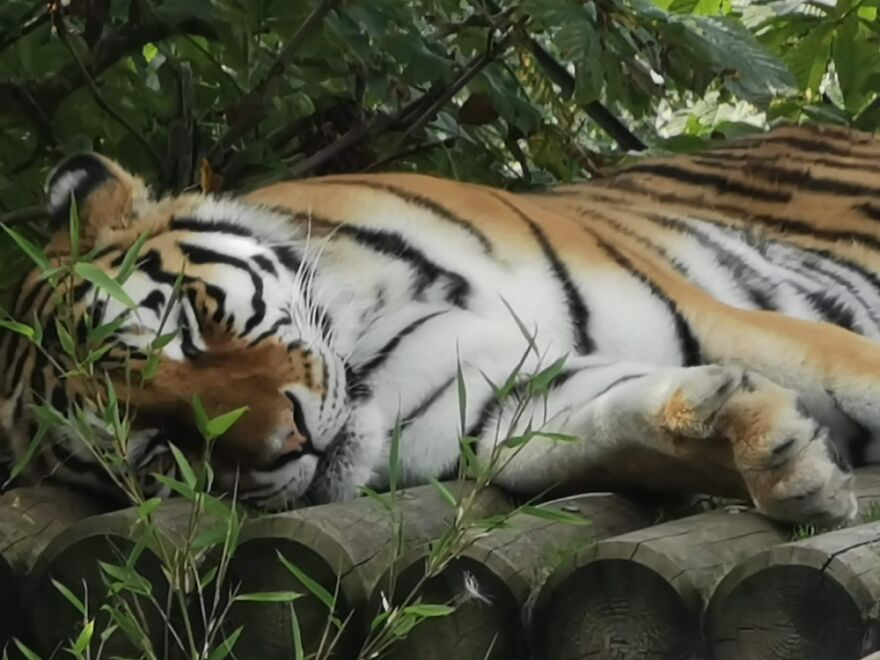 Hey Pandas, Post The Coolest Picture Of An Animal That You’ve Taken (Closed) Hey Pandas, Post The Coolest Picture Of An Animal That You’ve Taken (Closed)