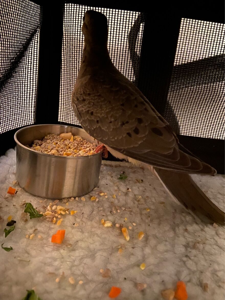 Hey Pandas, Post The Coolest Picture Of An Animal That You’ve Taken (Closed) Hey Pandas, Post The Coolest Picture Of An Animal That You’ve Taken (Closed)