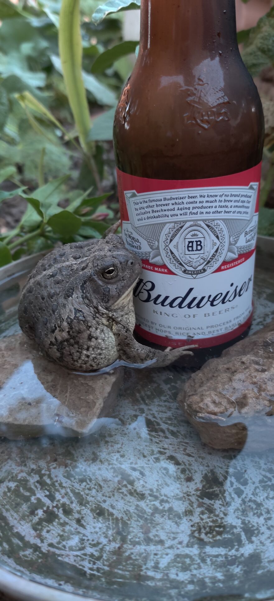 Hey Pandas, Post The Coolest Picture Of An Animal That You’ve Taken (Closed) Hey Pandas, Post The Coolest Picture Of An Animal That You’ve Taken (Closed)