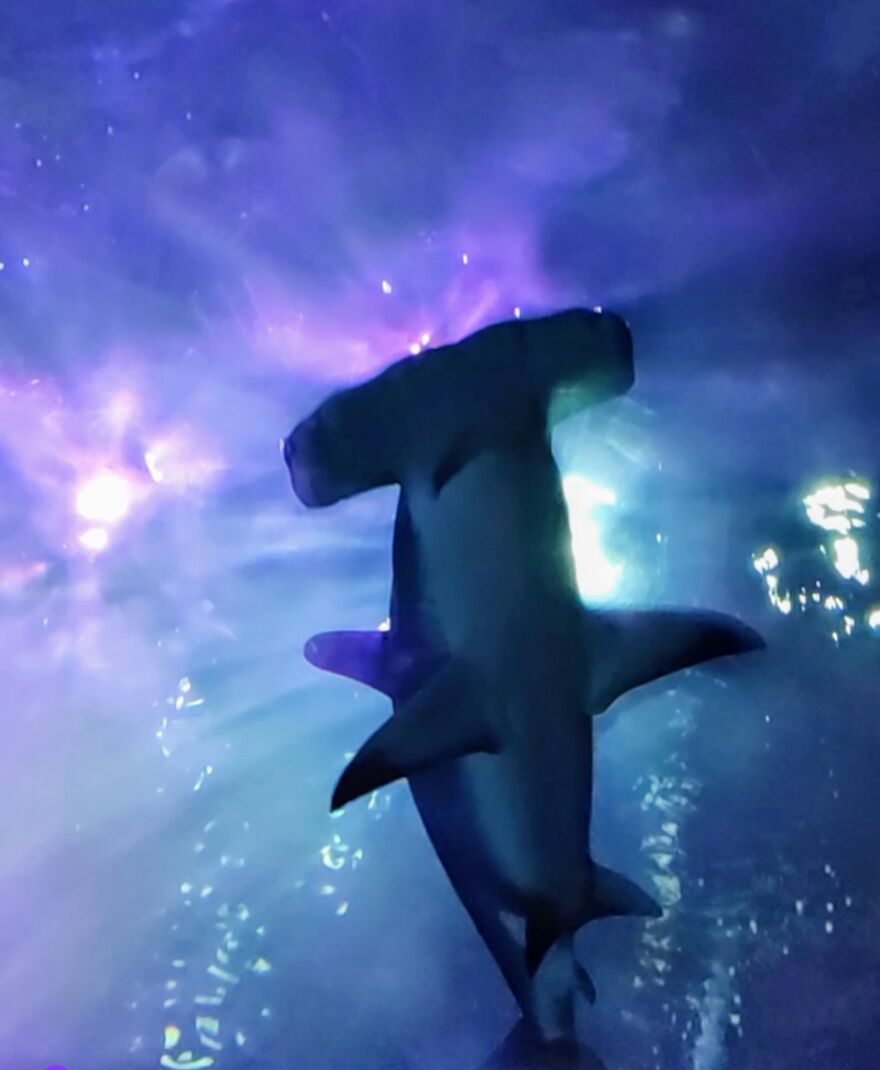 Hey Pandas, Post The Coolest Picture Of An Animal That You’ve Taken (Closed) Hey Pandas, Post The Coolest Picture Of An Animal That You’ve Taken (Closed)