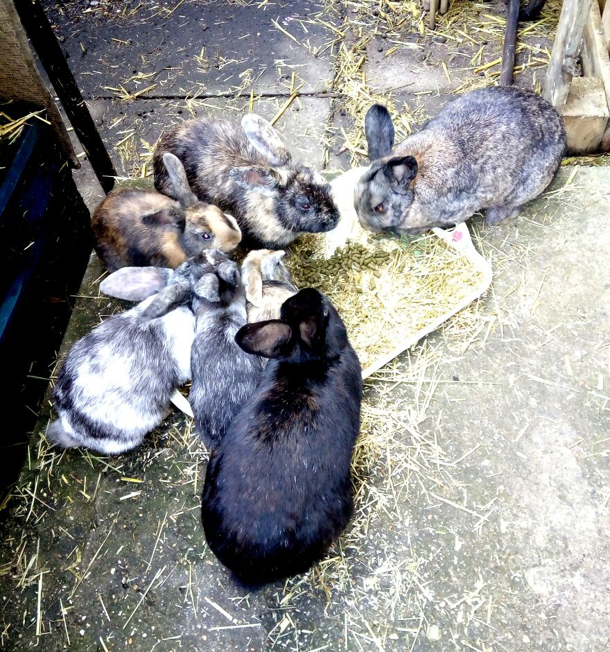 Hey Pandas, Post The Coolest Picture Of An Animal That You’ve Taken (Closed) Hey Pandas, Post The Coolest Picture Of An Animal That You’ve Taken (Closed)