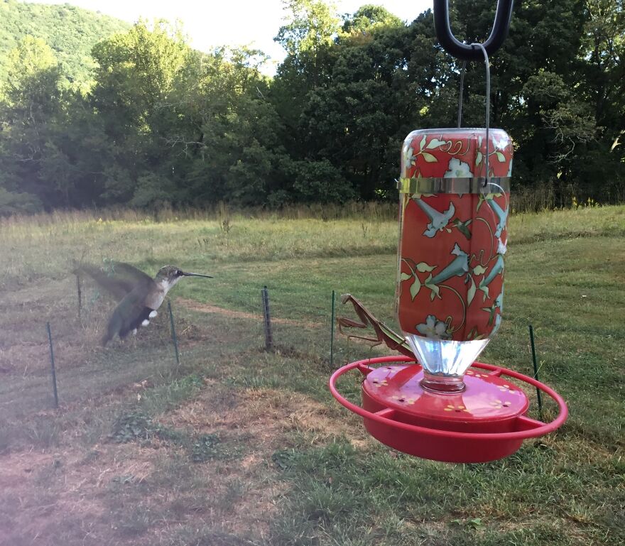 Hey Pandas, Post The Coolest Picture Of An Animal That You’ve Taken (Closed) Hey Pandas, Post The Coolest Picture Of An Animal That You’ve Taken (Closed)