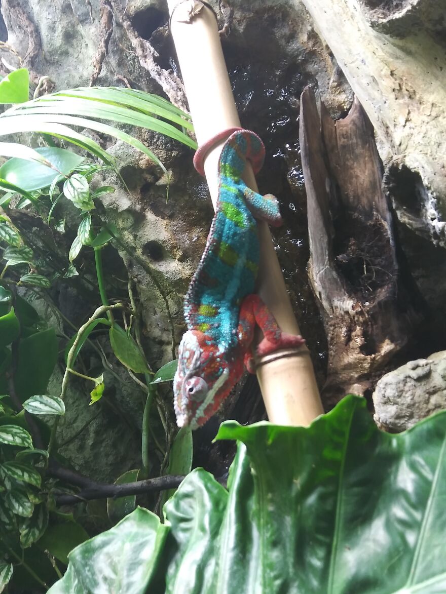 Hey Pandas, Post The Coolest Picture Of An Animal That You’ve Taken (Closed) Hey Pandas, Post The Coolest Picture Of An Animal That You’ve Taken (Closed)