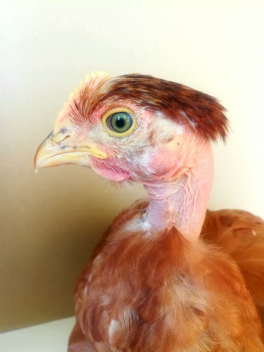 Hey Pandas, Post The Coolest Picture Of An Animal That You’ve Taken (Closed) Hey Pandas, Post The Coolest Picture Of An Animal That You’ve Taken (Closed)