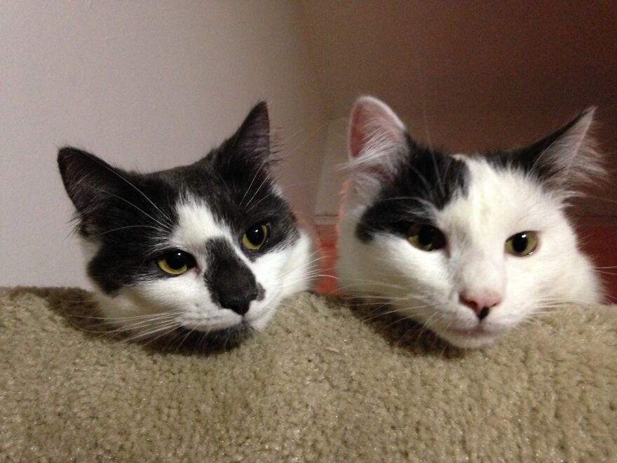 Hey Pandas, Post The Coolest Picture Of An Animal That You’ve Taken (Closed) Hey Pandas, Post The Coolest Picture Of An Animal That You’ve Taken (Closed)