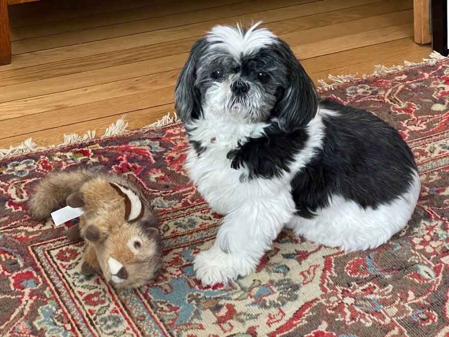 Hey Pandas, Post The Coolest Picture Of An Animal That You’ve Taken (Closed) Hey Pandas, Post The Coolest Picture Of An Animal That You’ve Taken (Closed)