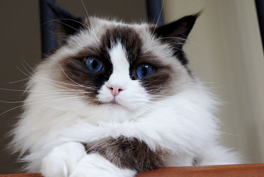 Hey Pandas, Post The Coolest Picture Of An Animal That You’ve Taken (Closed) Hey Pandas, Post The Coolest Picture Of An Animal That You’ve Taken (Closed)